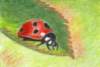 ladybug_small.jpg