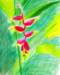 heliconia_small.jpg