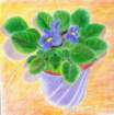 africanviolet_small.jpg