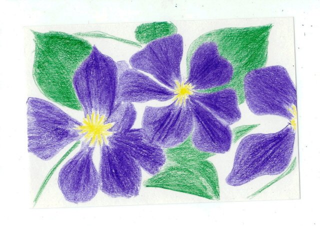 clematis.jpg